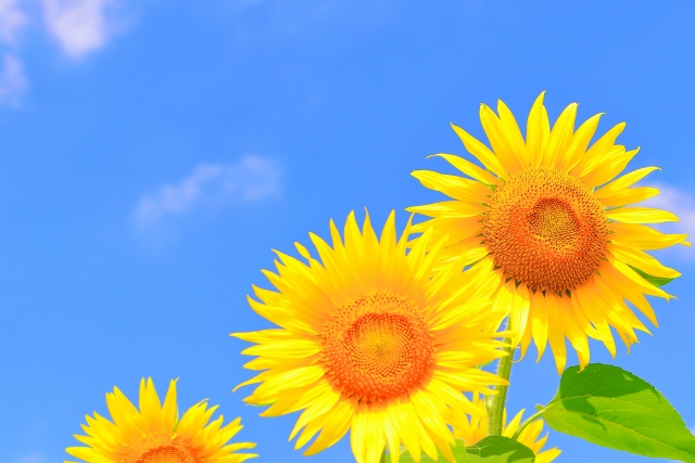 【川越東口】8月イベント・講座情報