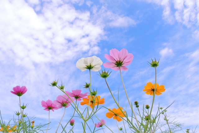 就労移行支援事業所リンクス船橋のコラム