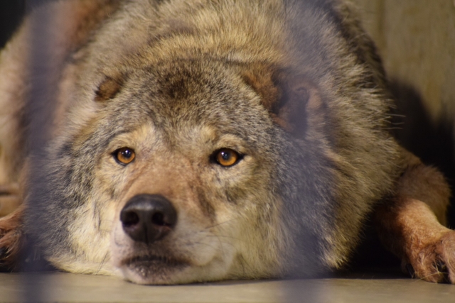 講座『ワードウルフ』