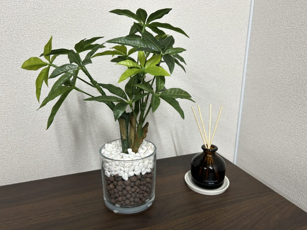 🌿【訓練環境づくり】事業所に観葉植物を新たに取り入れました