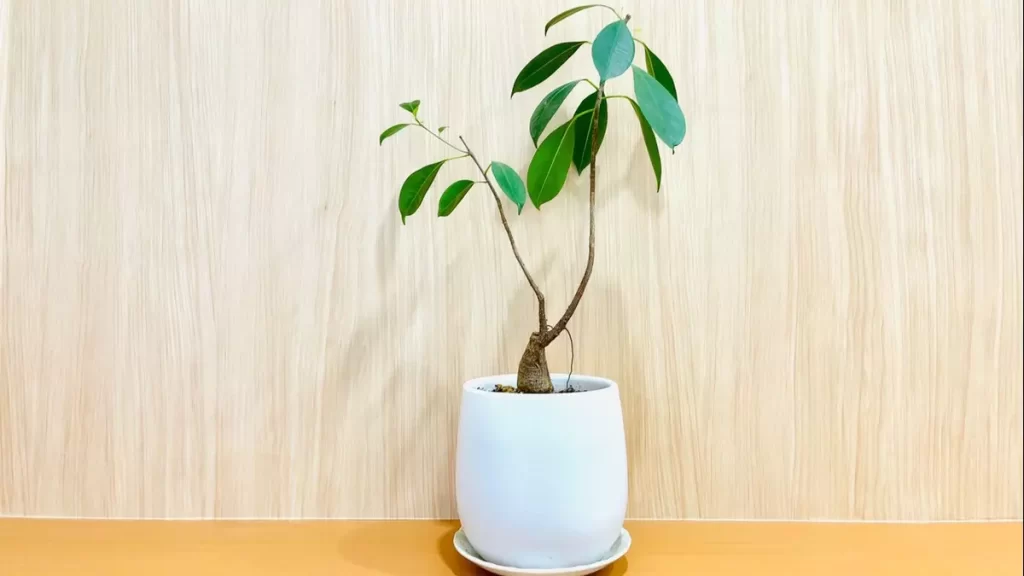 就労移行支援事業所リンクス船橋staff-7