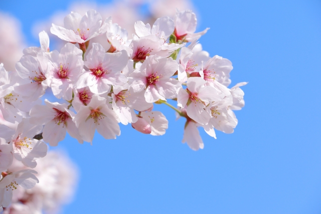 桜
