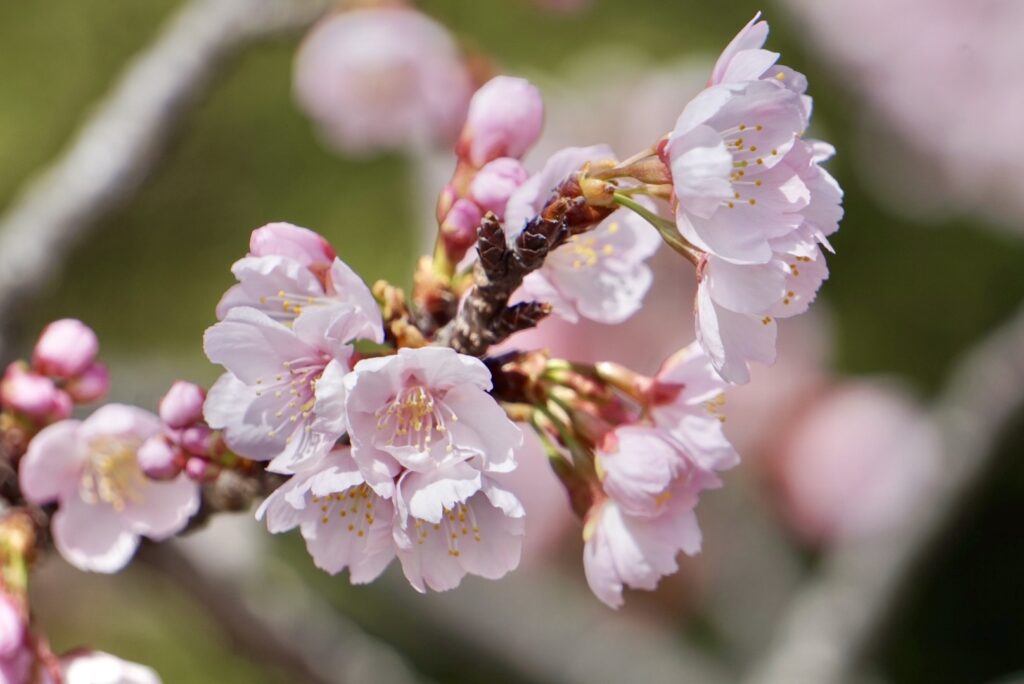 【コラム】春を憂う人のための花粉症セルフケアノート