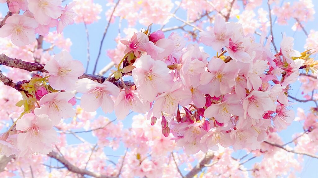 【お知らせ】自立訓練リンクス川越 4月の予定🌸