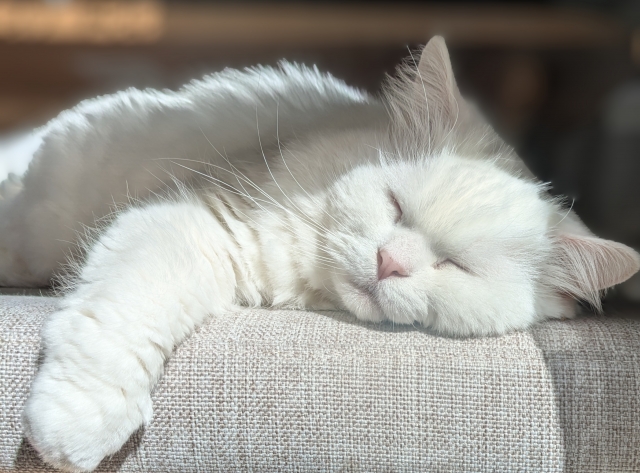 【質の高い睡眠とは💤】次週のおすすめ講座🌷
