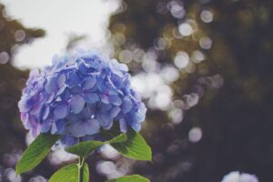 梅雨