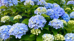 紫陽花