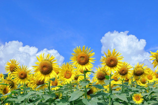 【暑さに負けない体作り🌞】講座「夏の体調管理」を行いました！