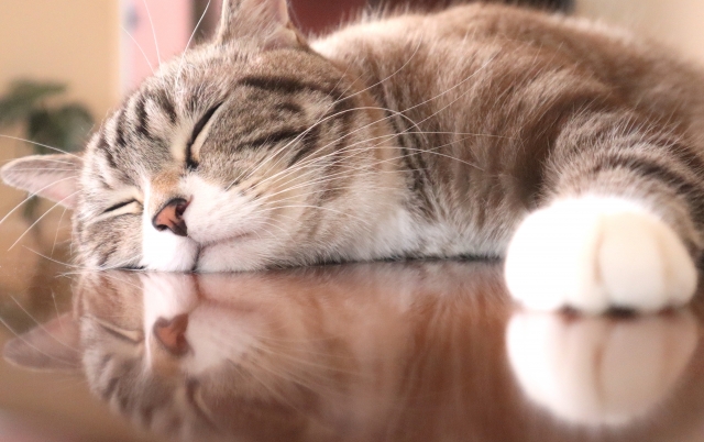 気にしすぎない力を育てる~鈍感力のすすめ~